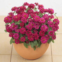 Zinnia Profusion Double Hot Cherry Seed