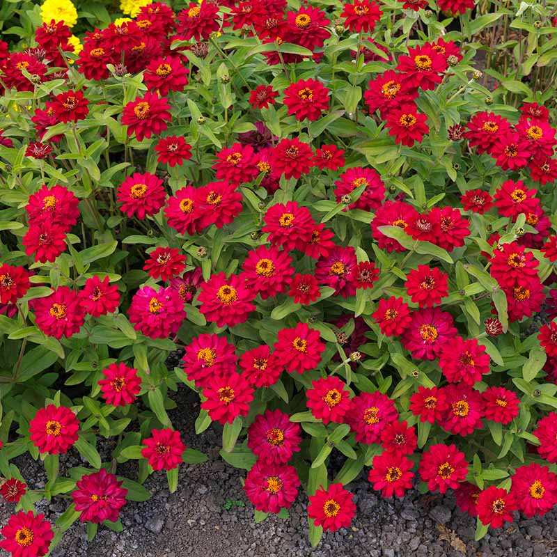 Zinnia Profusion Double Hot Cherry Seed