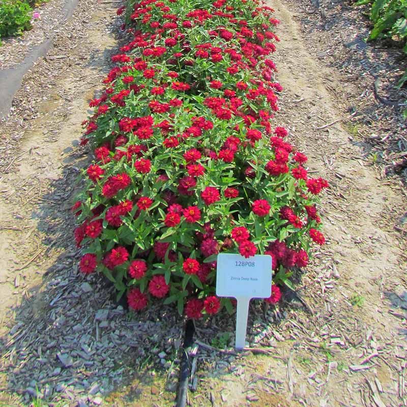 Zinnia Profusion Double Hot Cherry Seed