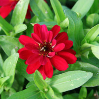 Zinnia Profusion Double Hot Cherry Seed