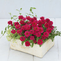 Zinnia Profusion Double Hot Cherry Seed