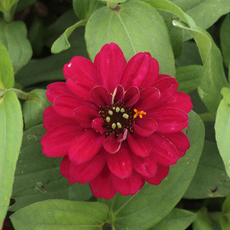 Zinnia Profusion Double Hot Cherry Seed