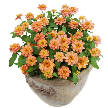 Zinnia Profusion Double Deep Salmon Seed