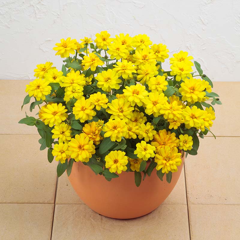 Zinnia Profusion Double Yellow Seed