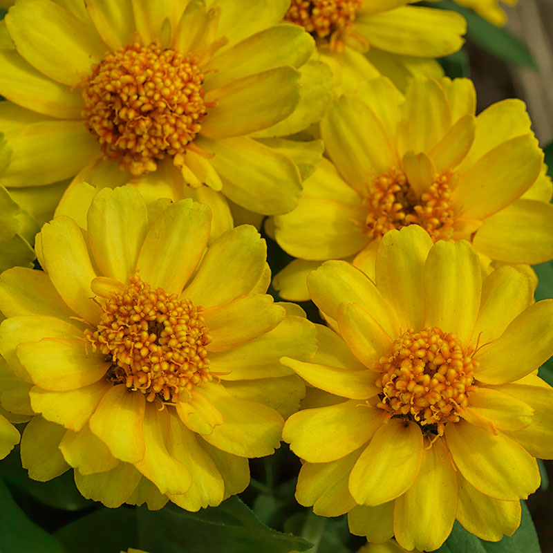 Zinnia Profusion Double Yellow Seed