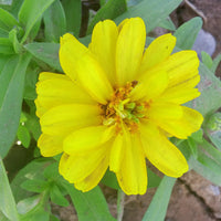 Zinnia Profusion Double Yellow Seed