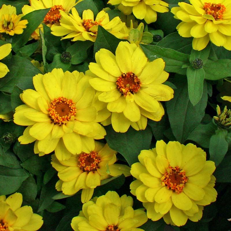 Zinnia Profusion Double Yellow Seed