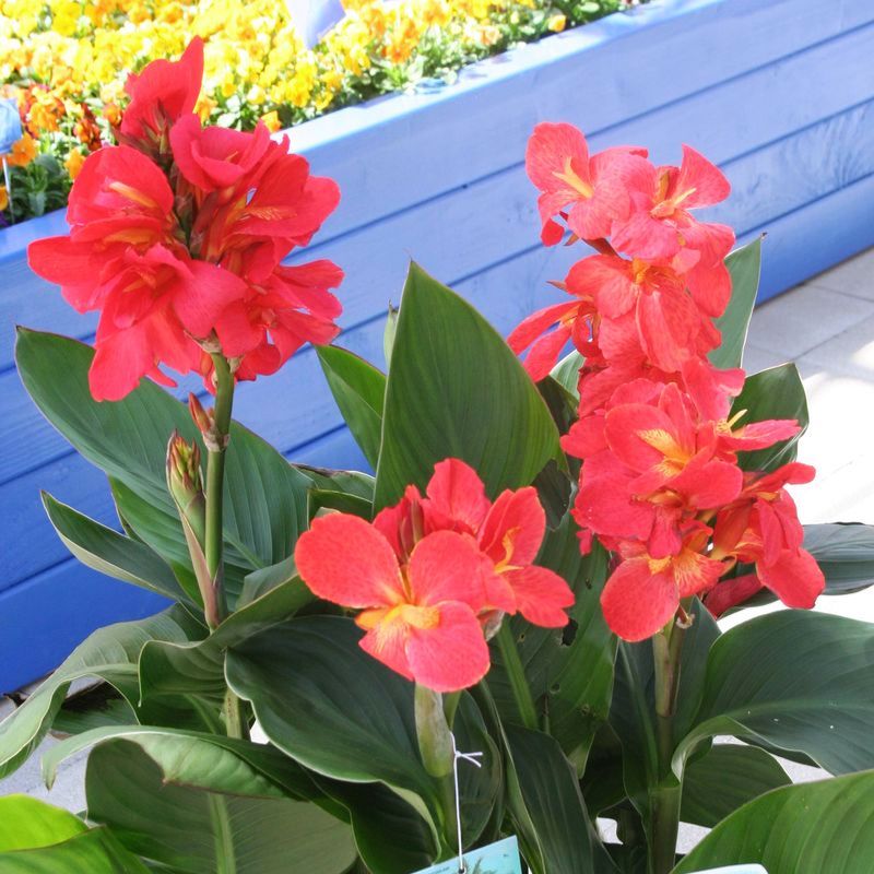 Canna South Pacific Scarlet Seed