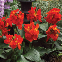 Canna South Pacific Scarlet Seed