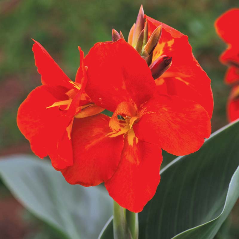 Canna South Pacific Scarlet Seed