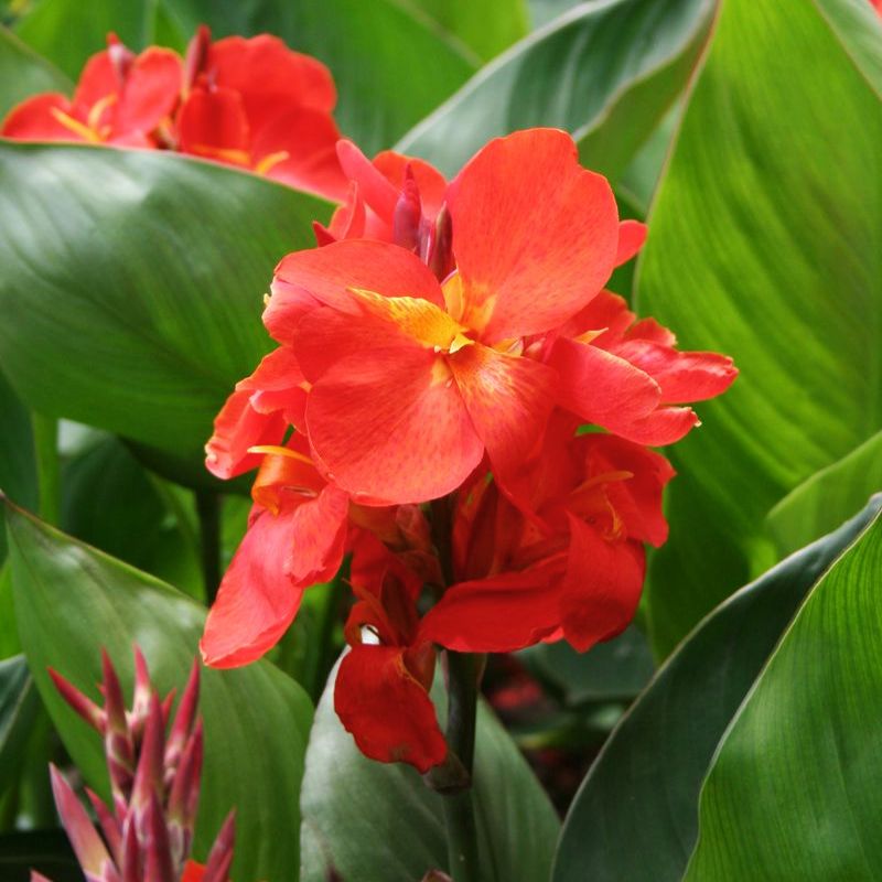 Canna South Pacific Scarlet Seed