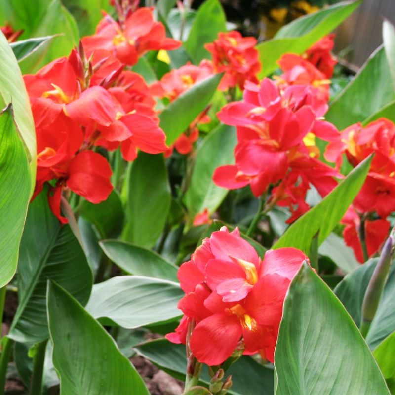 Canna South Pacific Scarlet Seed