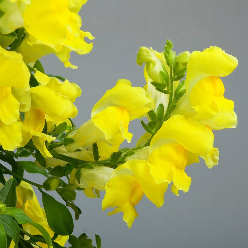 Snapdragon Candy Showers Yellow F1 Seed