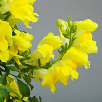 Snapdragon Candy Showers Yellow F1 Seed