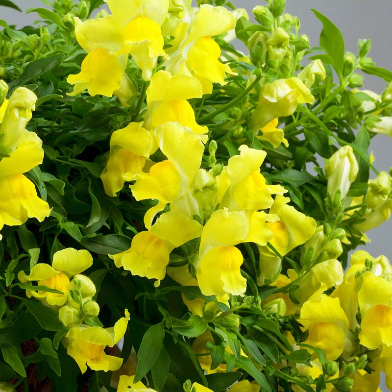 Snapdragon Candy Showers Yellow F1 Seed