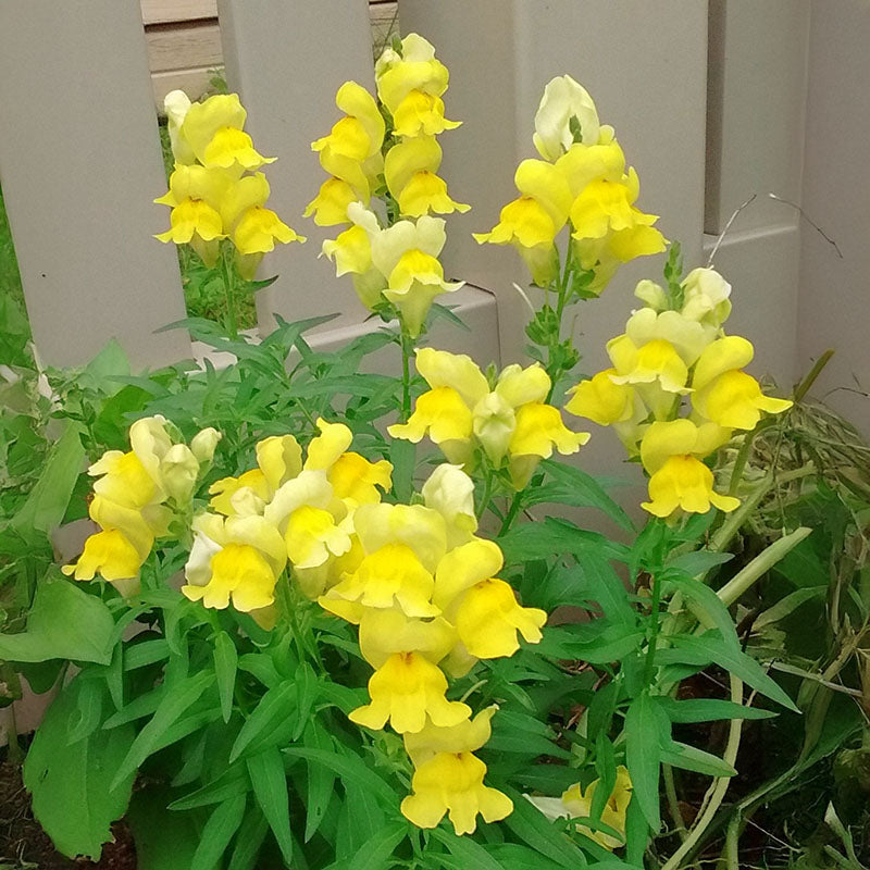 Snapdragon Candy Showers Yellow F1 Seed