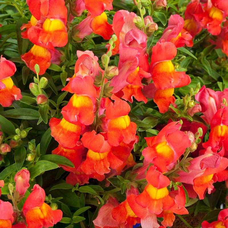 Snapdragon Candy Showers Orange F1 Seed