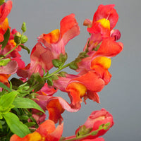 Snapdragon Candy Showers Orange F1 Seed