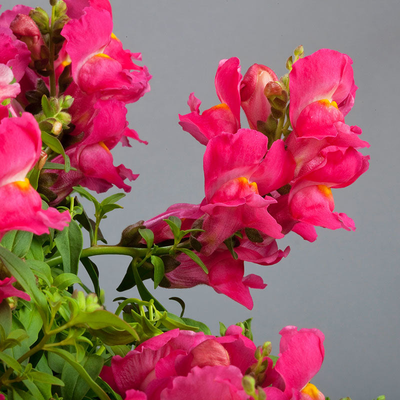 Snapdragon Candy Showers Rose F1 Seed