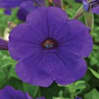 Petunia Trilogy Blue F1 Seed