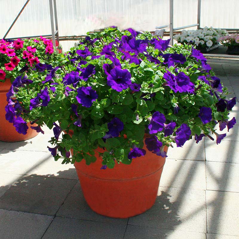 Petunia Trilogy Blue F1 Seed