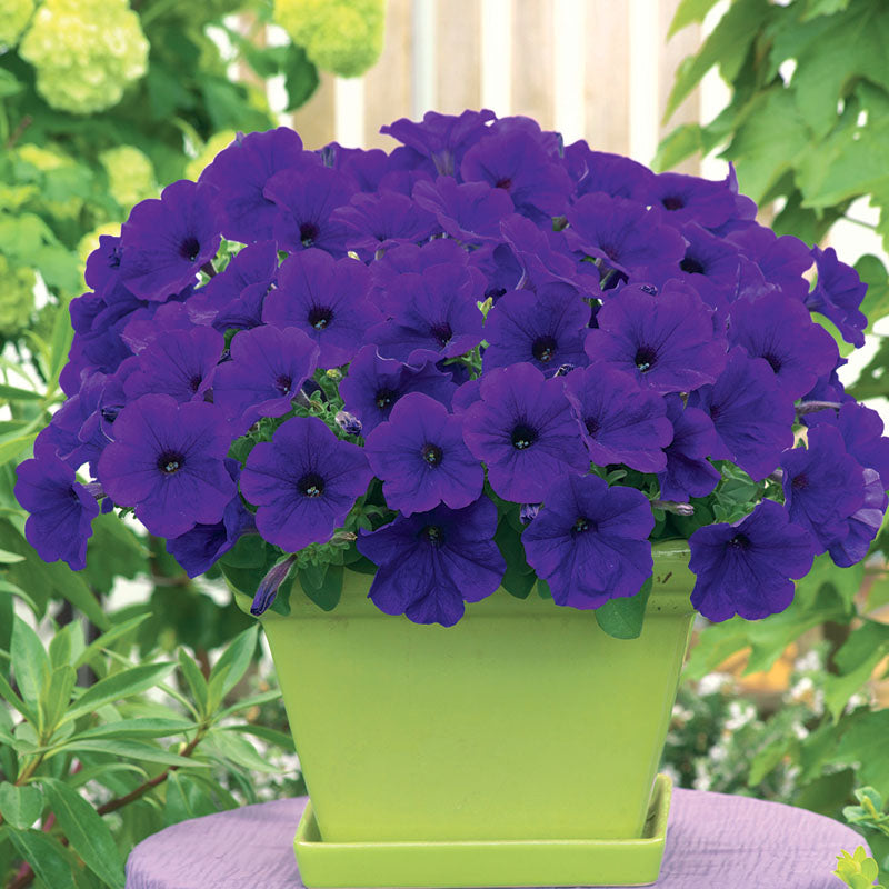 Petunia Trilogy Blue F1 Seed