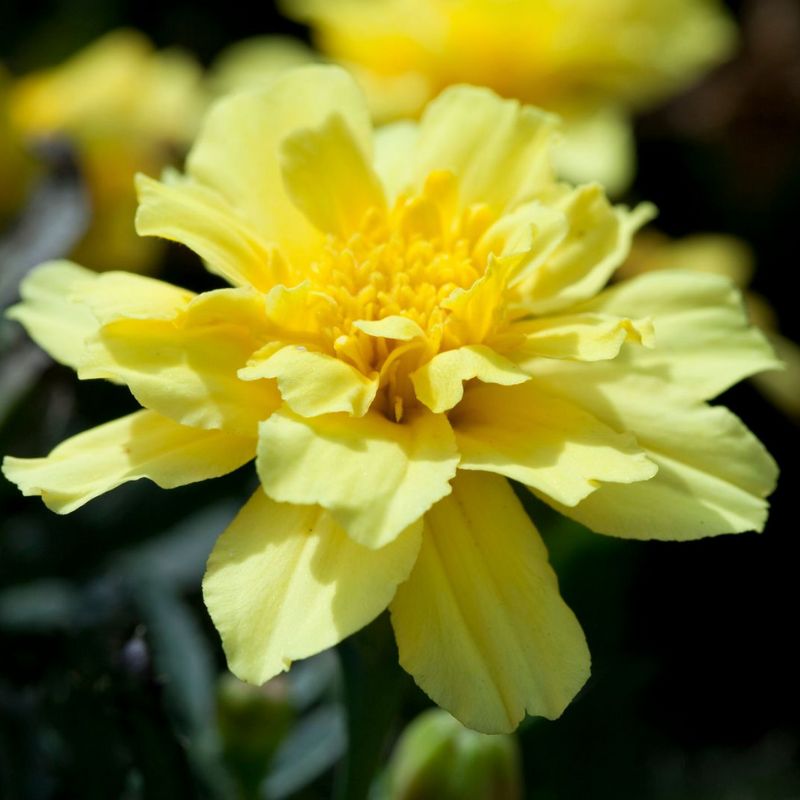 Marigold Alumia Vanilla Cream Seed