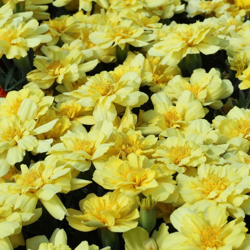 Marigold Alumia Vanilla Cream Seed