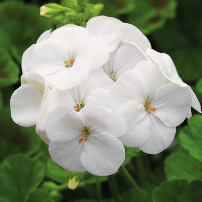 Geranium Pinto Premium White F1 Seed