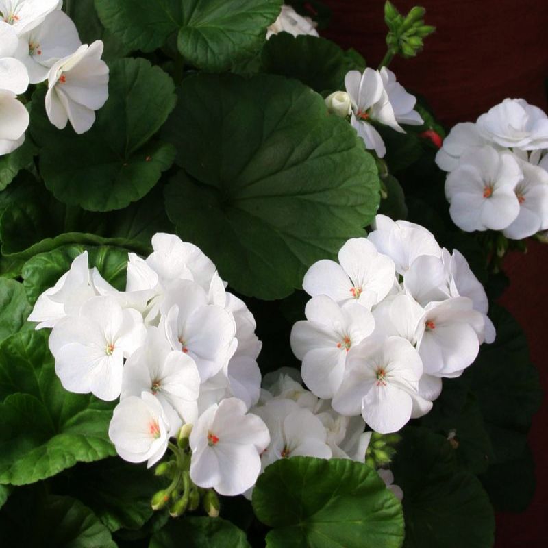 Geranium Pinto Premium White F1 Seed