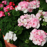 Geranium Pinto Premium White To Rose F1 Seed