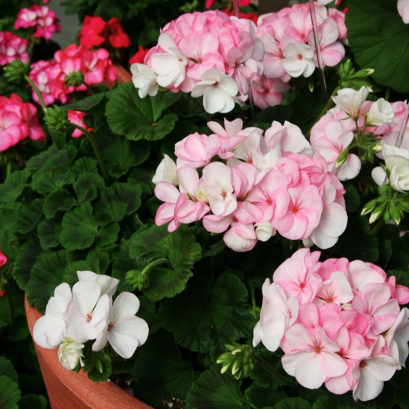 Geranium Pinto Premium White To Rose F1 Seed