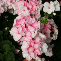 Geranium Pinto Premium White To Rose F1 Seed