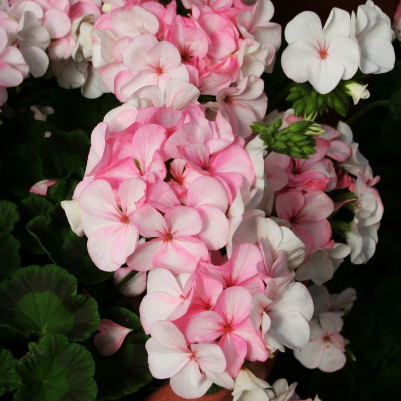 Geranium Pinto Premium White To Rose F1 Seed