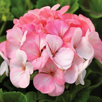 Geranium Pinto Premium White To Rose F1 Seed