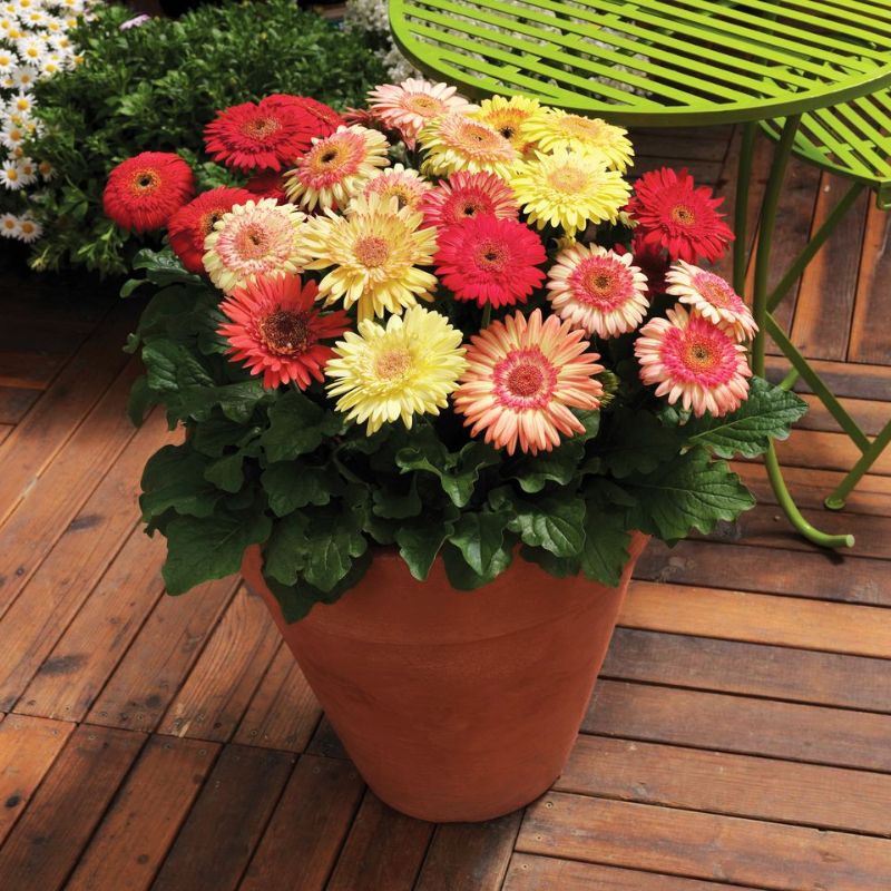 Gerbera Cartwheel Strawberry Twist F1 Seed