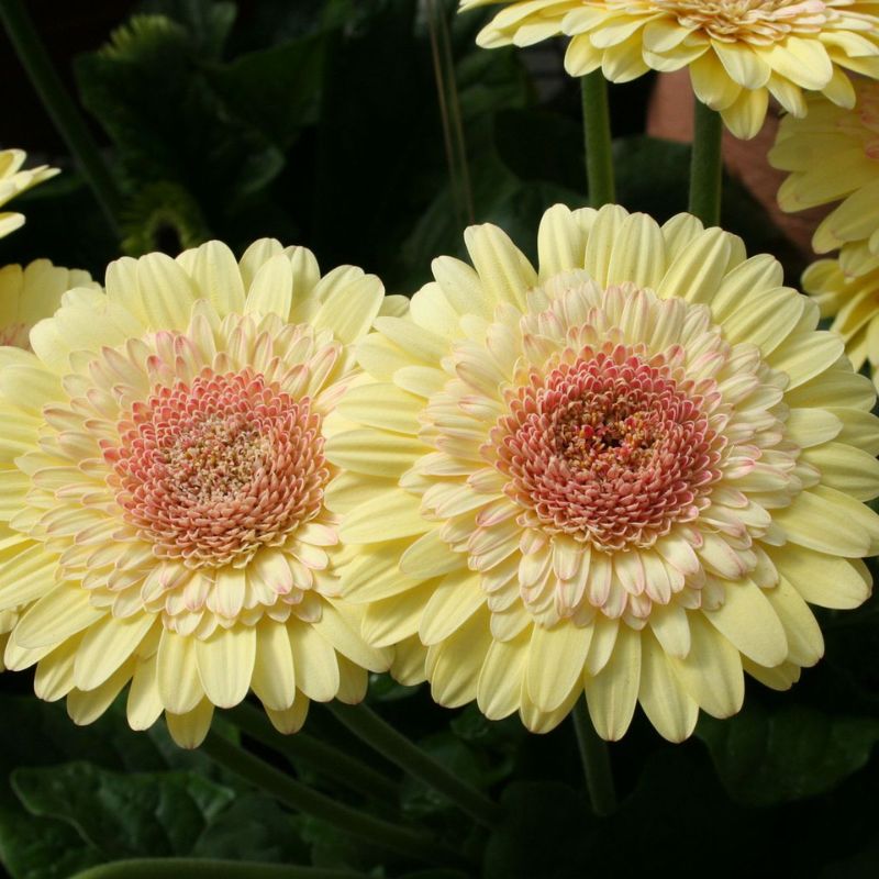 Gerbera Cartwheel Strawberry Twist F1 Seed