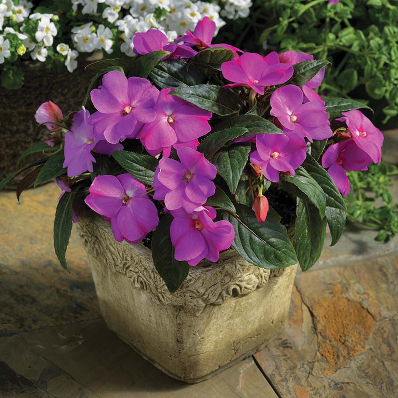 Impatiens New Guinea Florific Lavender Seeds