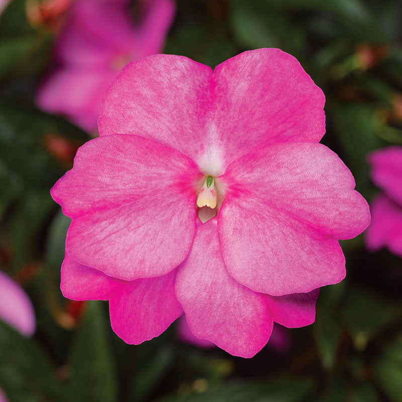 Impatiens New Guinea Florific Lavender Seeds