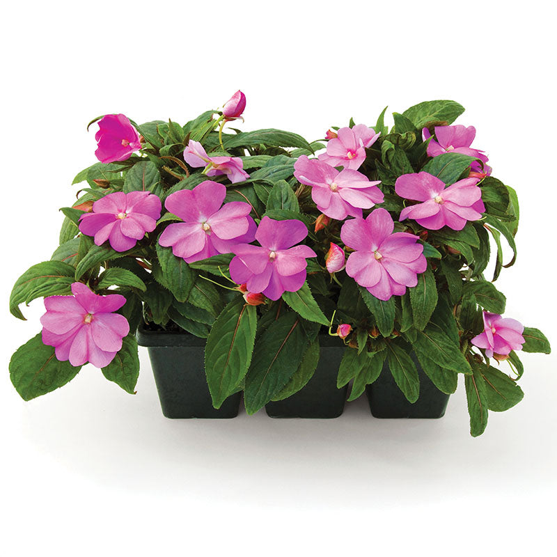 Impatiens New Guinea Florific Lavender Seeds