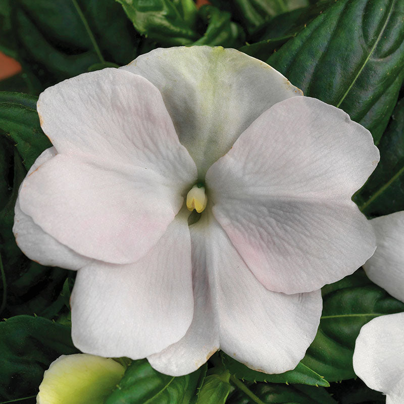 Impatiens New Guinea Florific White F1 Seed