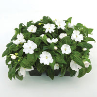 Impatiens New Guinea Florific White F1 Seed