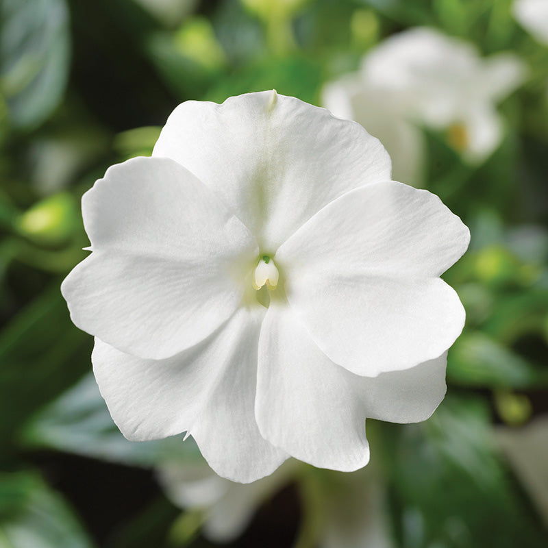 Impatiens New Guinea Florific White F1 Seed