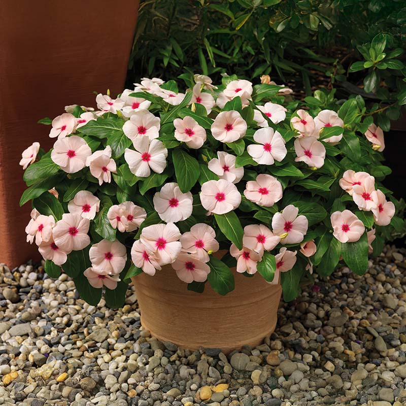 Vinca Cora Cascade Apricot F1 Seed