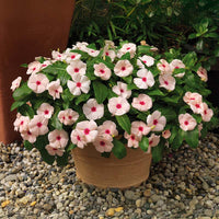 Vinca Cora Cascade Apricot F1 Seed