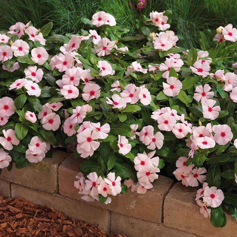 Vinca Cora Cascade Apricot F1 Seed