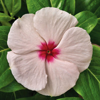 Vinca Cora Cascade Apricot F1 Seed