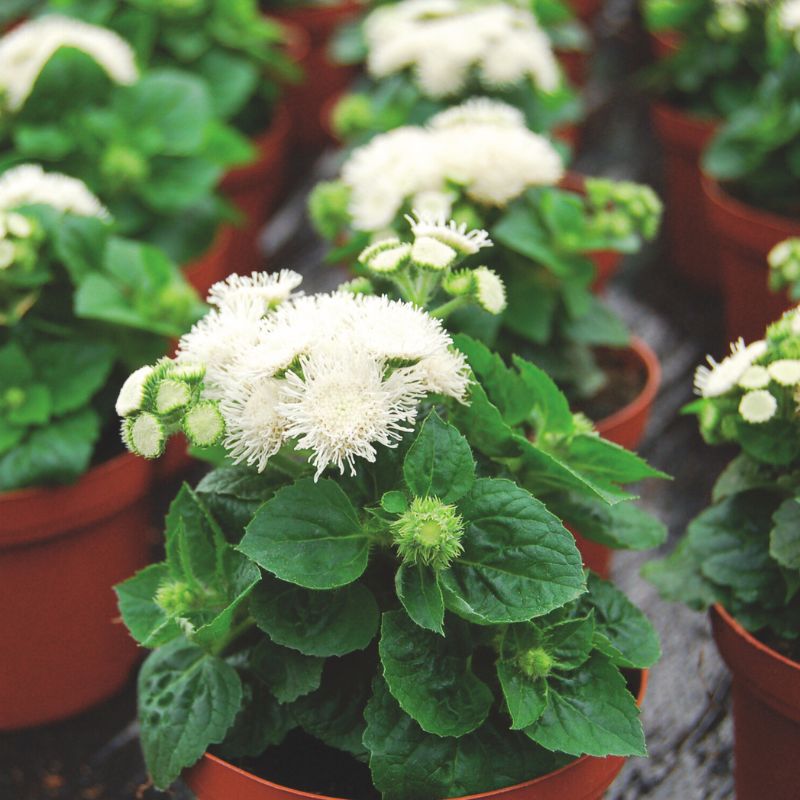 Ageratum Aloha White F1 Seed