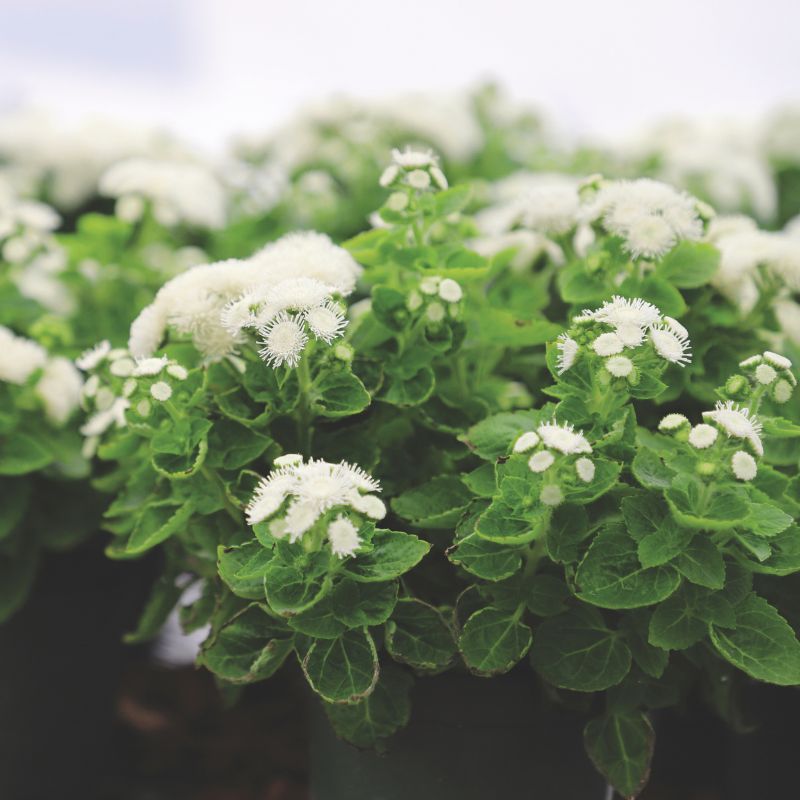 Ageratum Aloha White F1 Seed