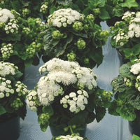 Ageratum Aloha White F1 Seed